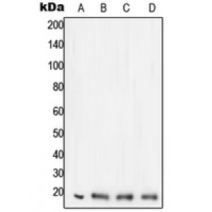 LifeSab™ STMN1 Rabbit pAb (50 µl)