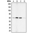 LifeSab™ SMAD1 (pS187) Rabbit pAb (50 µl)