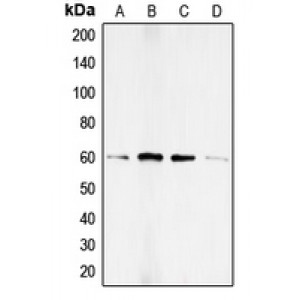 LifeSab™ SMAD1 (pS187) Rabbit pAb (50 µl)