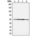 LifeSab™ SMAD2 Rabbit pAb (50 µl)
