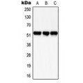LifeSab™ SMAD3 (pS204) Rabbit pAb (50 µl)