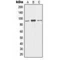 LifeSab™ CDC46 Rabbit pAb (50 µl)