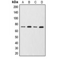 LifeSab™ MMP2 Rabbit pAb (50 µl)