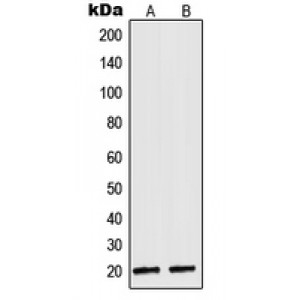 LifeSab™ NDUFA8 Rabbit pAb (50 µl)