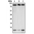 LifeSab™ NEDD8 Rabbit pAb (50 µl)