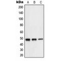 LifeSab™ NEUROD2 Rabbit pAb (50 µl)