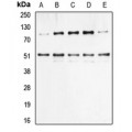 LifeSab™ NF-kappaB p105/p50 (pS337) Rabbit pAb (50 µl)