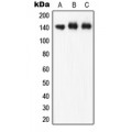 LifeSab™ eNOS (pS1177) Rabbit pAb (50 µl)