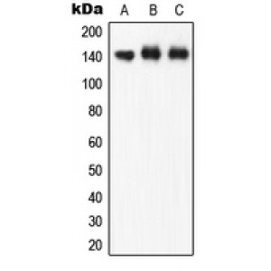 LifeSab™ eNOS (pS1177) Rabbit pAb (50 µl)