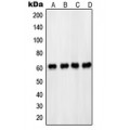 LifeSab™ PDPK1 (pS241) Rabbit pAb (50 µl)