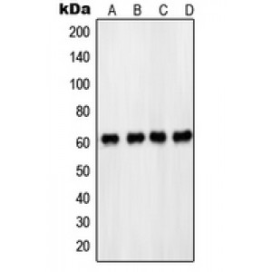 LifeSab™ PDPK1 (pS241) Rabbit pAb (50 µl)