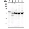 LifeSab™ OCT2 Rabbit pAb (50 µl)