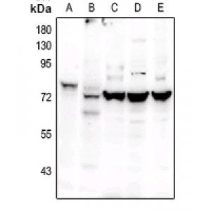 LifeSab™ OCT2 Rabbit pAb (50 µl)
