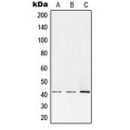 LifeSab™ PKA C alpha/beta Rabbit pAb (50 µl)