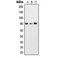 LifeSab™ PKC theta (pS676) Rabbit pAb (50 µl)