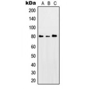 LifeSab™ PKC theta (pS676) Rabbit pAb (50 µl)