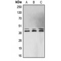 LifeSab™ ERK1/2 Rabbit pAb (50 µl)