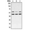 LifeSab™ JNK1/2/3 (pT183) Rabbit pAb (50 µl)