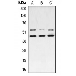 LifeSab™ JNK1/2/3 (pT183) Rabbit pAb (50 µl)