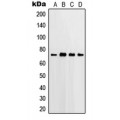 LifeSab™ PGHS-2 Rabbit pAb (50 µl)
