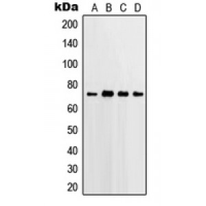 LifeSab™ PGHS-2 Rabbit pAb (50 µl)