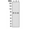 LifeSab™ NF-kappaB p65 (pS276) Rabbit pAb (50 µl)