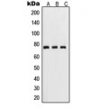 LifeSab™ NF-kappaB p65 (pS311) Rabbit pAb (50 µl)