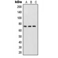 LifeSab™ NF-kappaB p65 (pS468) Rabbit pAb (50 µl)