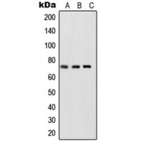 LifeSab™ NF-kappaB p65 (pS468) Rabbit pAb (50 µl)