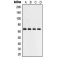 LifeSab™ NF-kappaB p65 Rabbit pAb (50 µl)