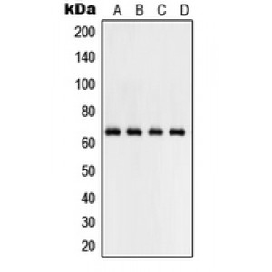 LifeSab™ NF-kappaB p65 Rabbit pAb (50 µl)