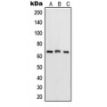 LifeSab™ NF-kappaB p65 Rabbit pAb (50 µl)