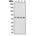 LifeSab™ NF-kappaB p65 Rabbit pAb (50 µl)