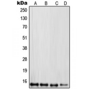LifeSab™ RPL30 Rabbit pAb (50 µl)