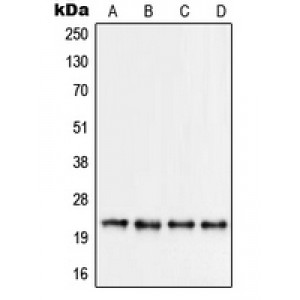 LifeSab™ RPS9 Rabbit pAb (50 µl)