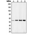 LifeSab™ RXR gamma Rabbit pAb (50 µl)