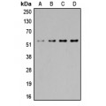 LifeSab™ SGK1/2 Rabbit pAb (50 µl)