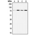 LifeSab™ c-SRC Rabbit pAb (50 µl)