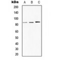 LifeSab™ STAT1 Rabbit pAb (50 µl)