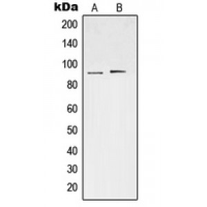 LifeSab™ STAT3 (pS727) Rabbit pAb (50 µl)