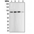 LifeSab™ STAT5 Rabbit pAb (50 µl)
