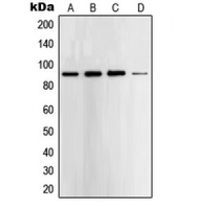 LifeSab™ STAT5 Rabbit pAb (50 µl)