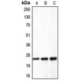 LifeSab™ Claudin 5 Rabbit pAb (50 µl)