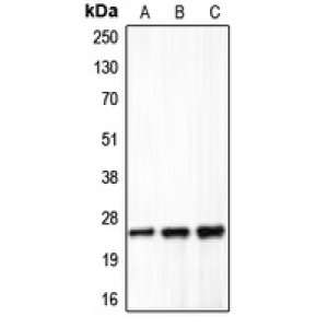 LifeSab™ Claudin 5 Rabbit pAb (50 µl)
