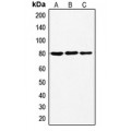 LifeSab™ Ezrin (pT567) Rabbit pAb (50 µl)