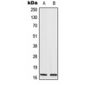 LifeSab™ Histone H3 (AcK9) Rabbit pAb (50 µl)