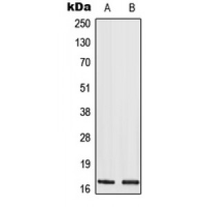 LifeSab™ Histone H3 (AcK9) Rabbit pAb (50 µl)