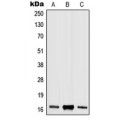 LifeSab™ Histone H3 (pS10) Rabbit pAb (50 µl)