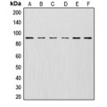 LifeSab™ Cullin 1 Rabbit pAb (50 µl)