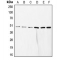 LifeSab™ COPS3 Rabbit pAb (50 µl)